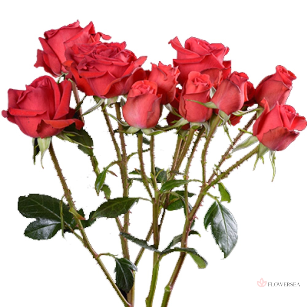 ������ ������� ��� �����