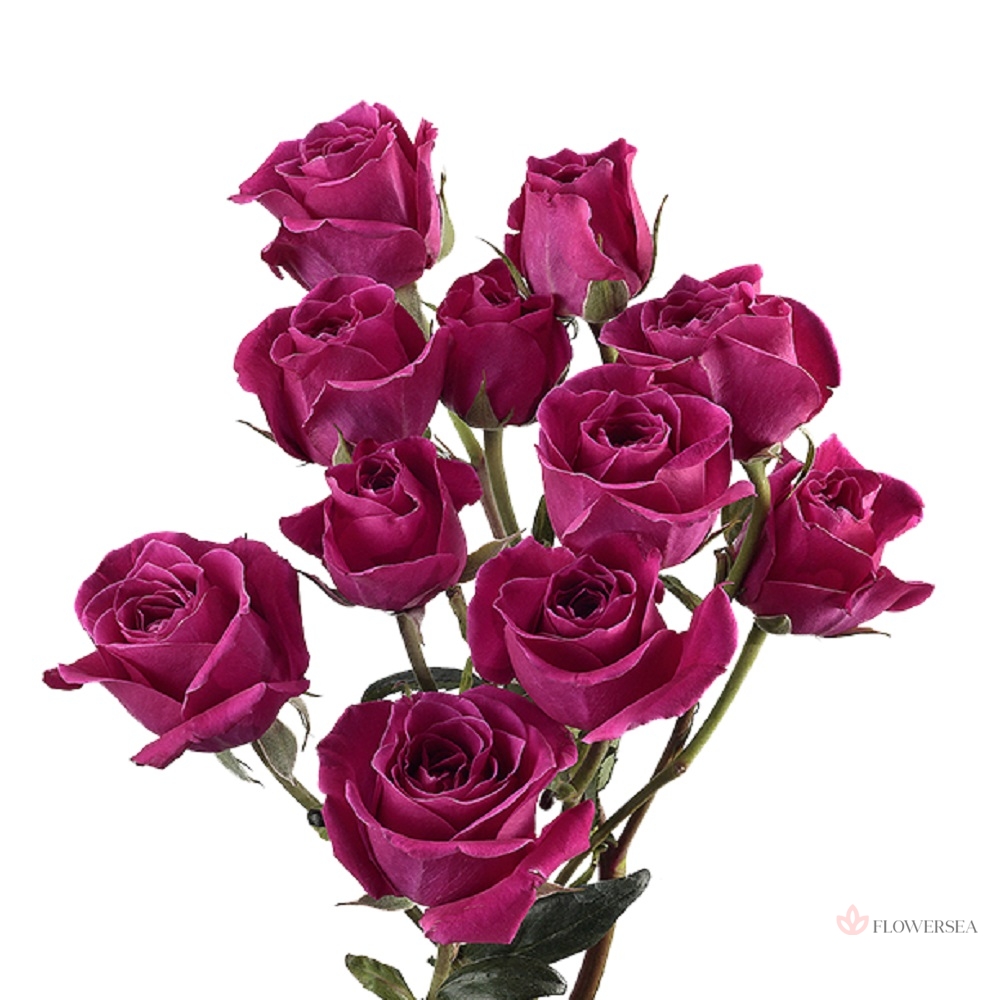 ������ ������� ��� �������