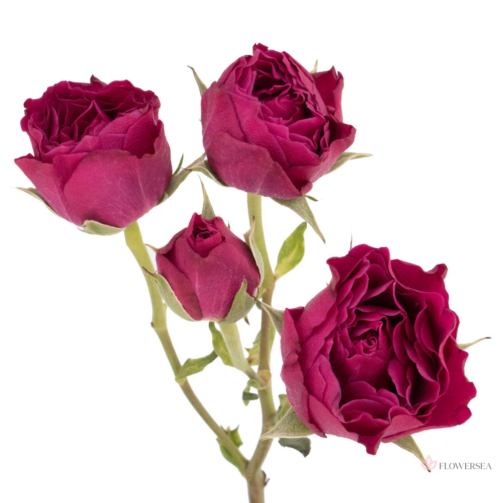 ������ ������� ��� ��� �����