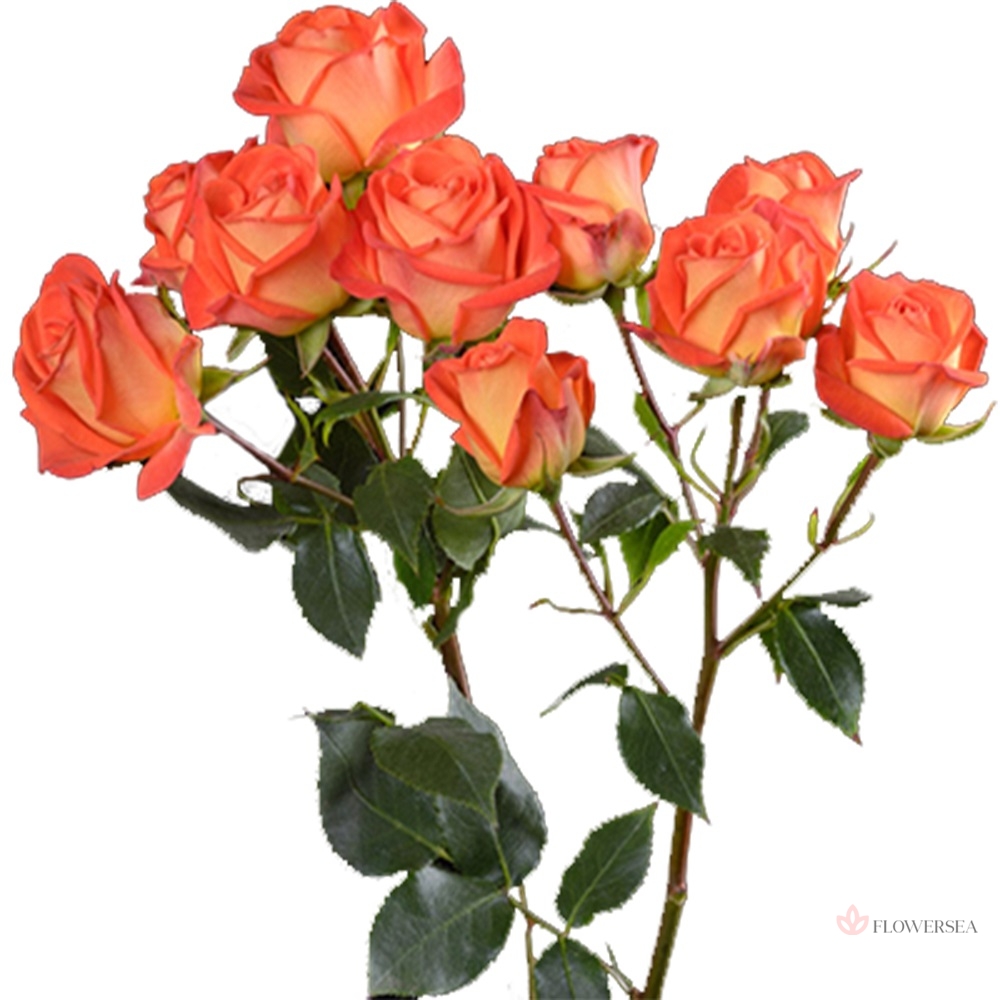 ������ ������� ʳ�� �����