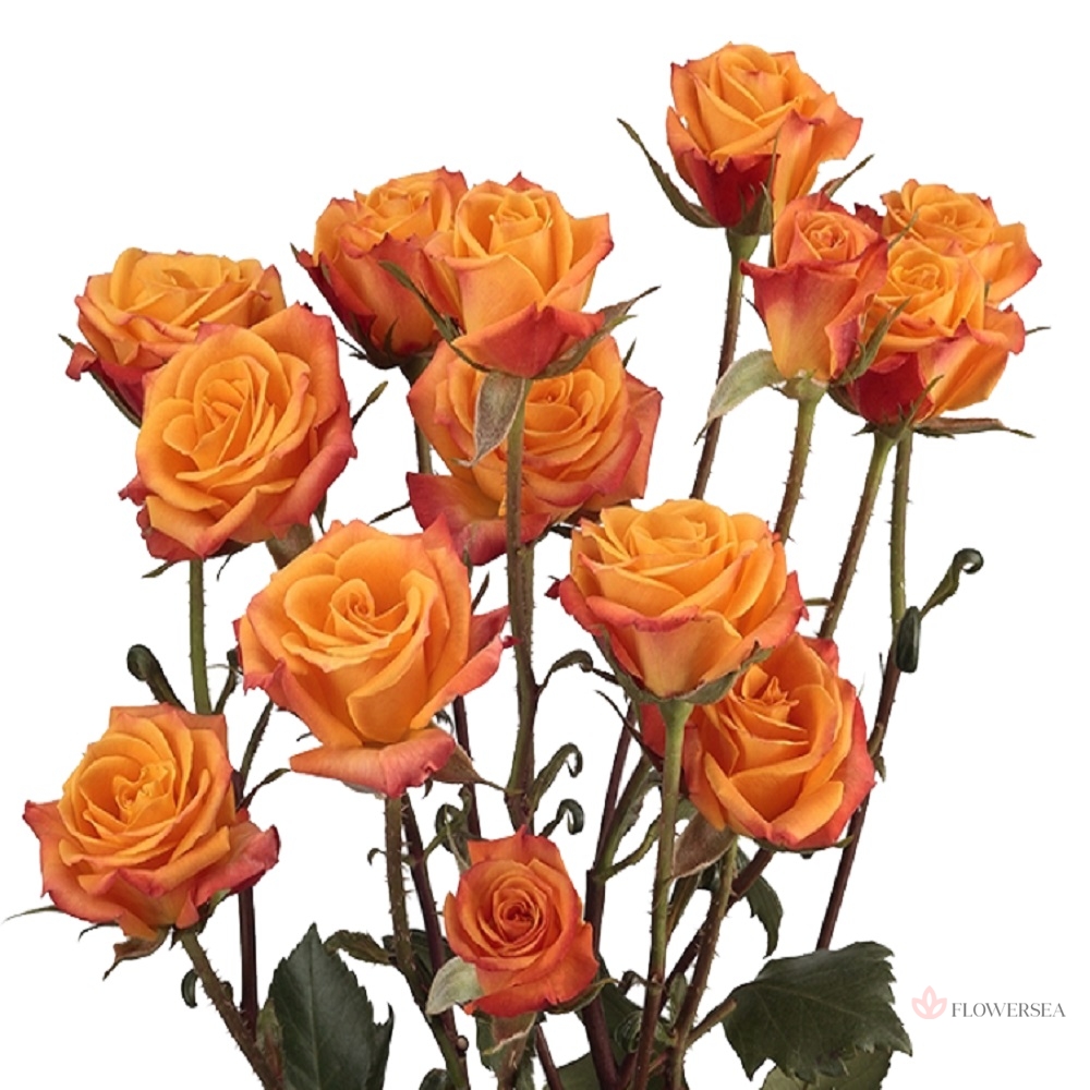 ������ ������� �����