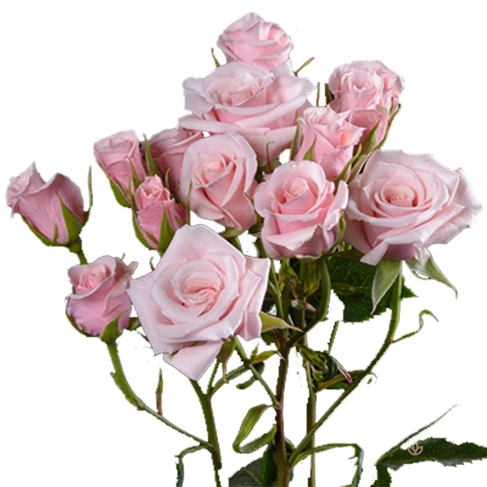 ������ ������� ϳ�� �������