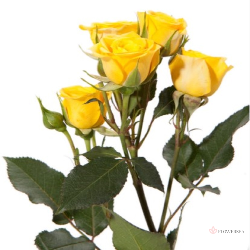 ������ ����� �������