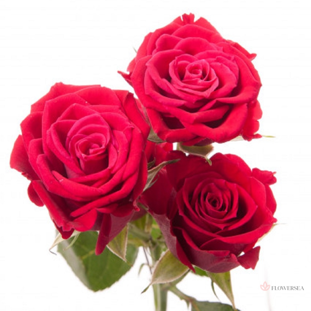 ������ ������� �������� �����