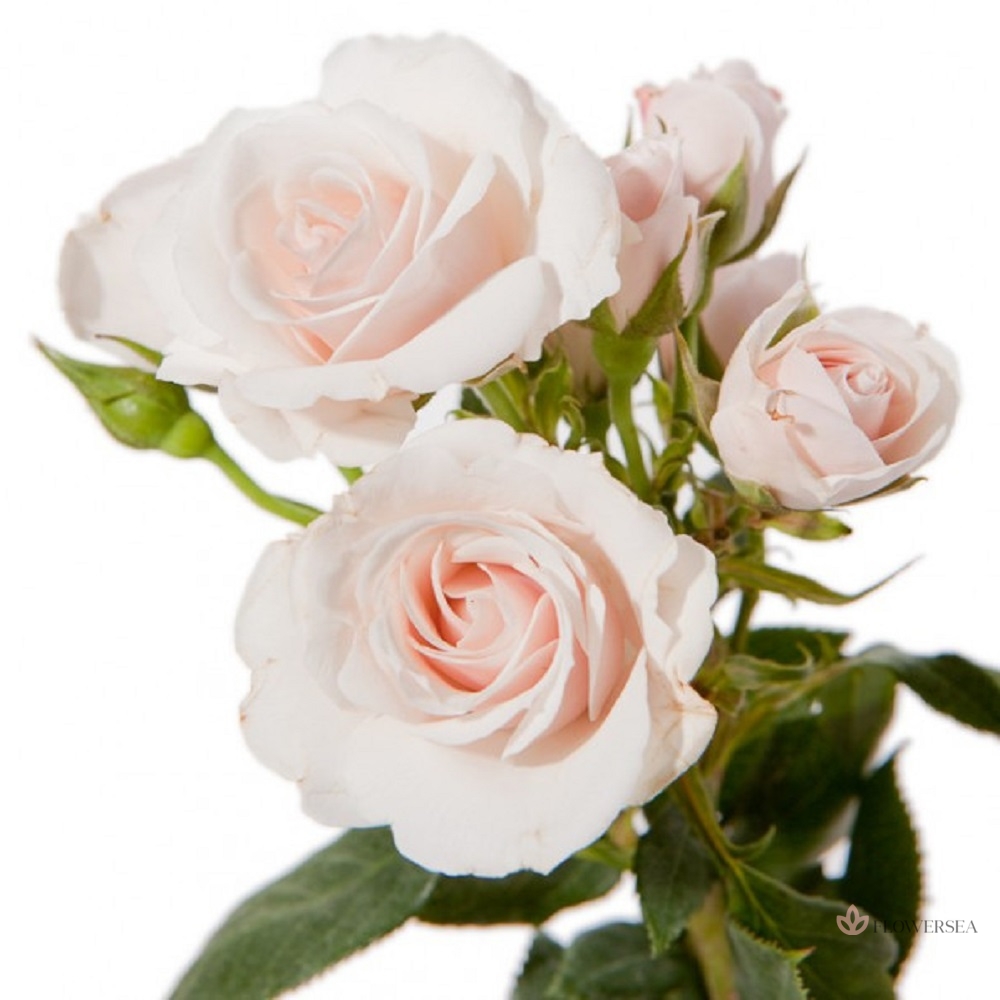 ������ ������� �������