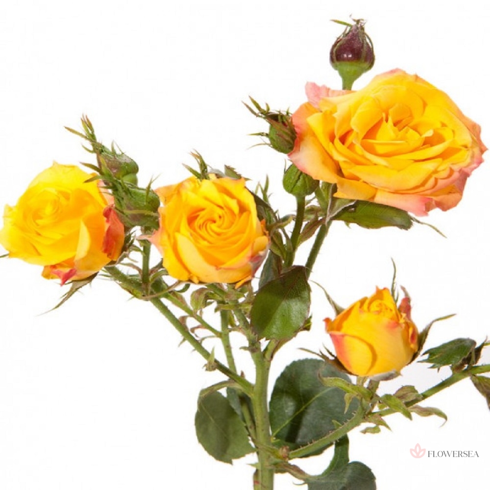 ������ ������� ������