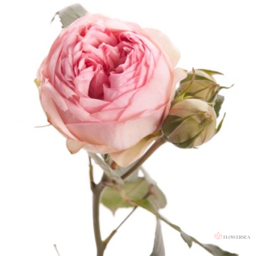 ������ ������� ���� ϳ���