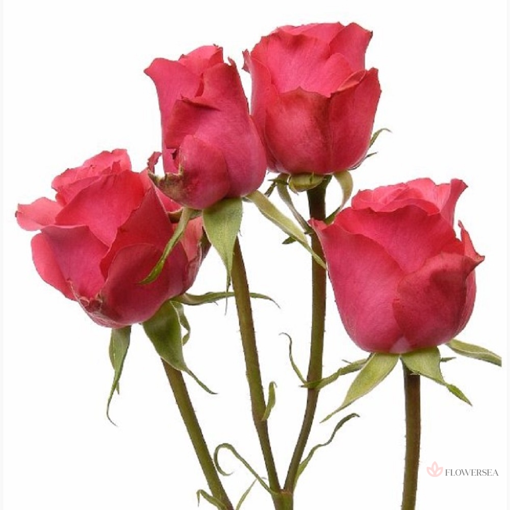 ������ ������� ������