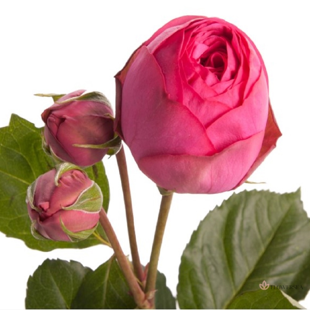 ������ ������� ϳ�� ϳ���