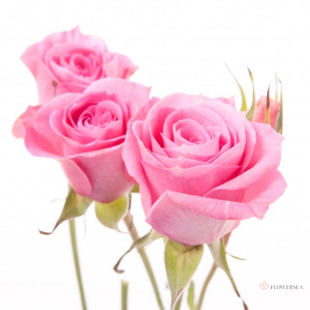 ������ ������� ����� �����