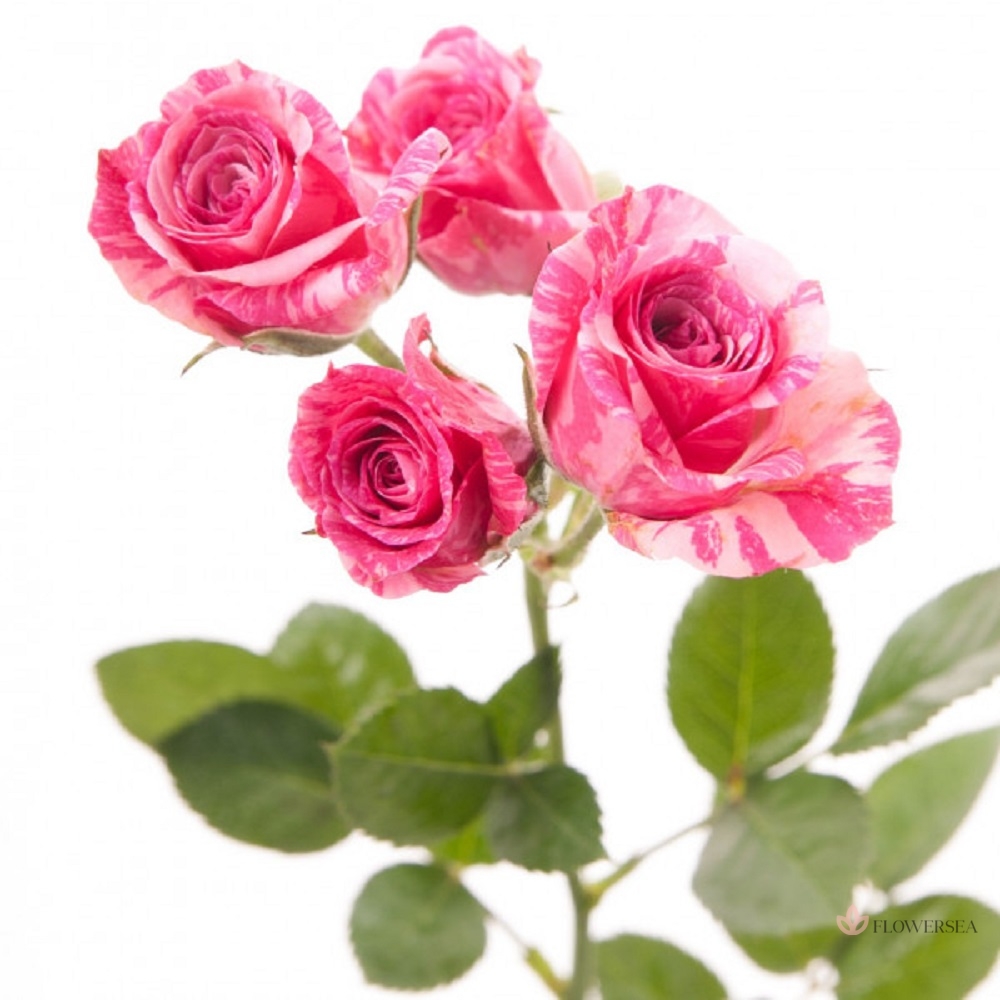 ������ ������� ϳ�� ����