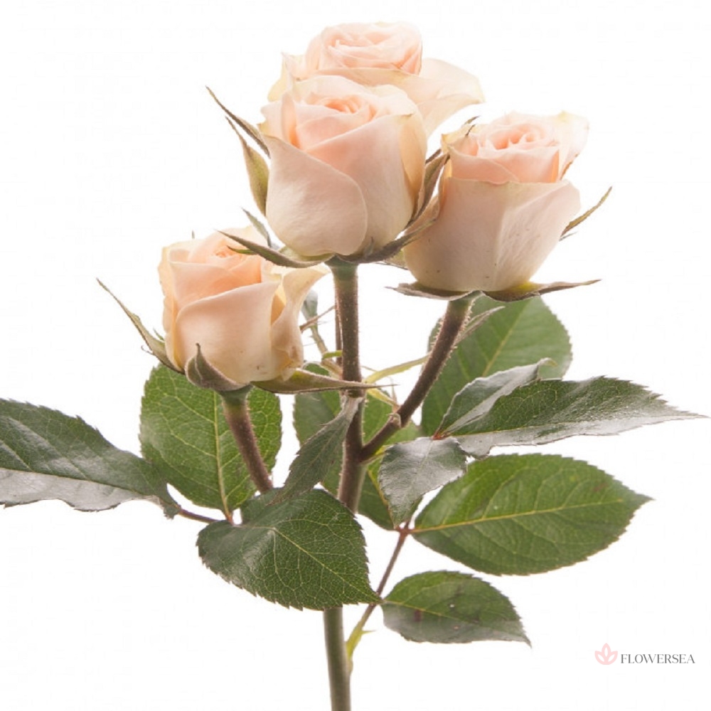 ������ ������� �����