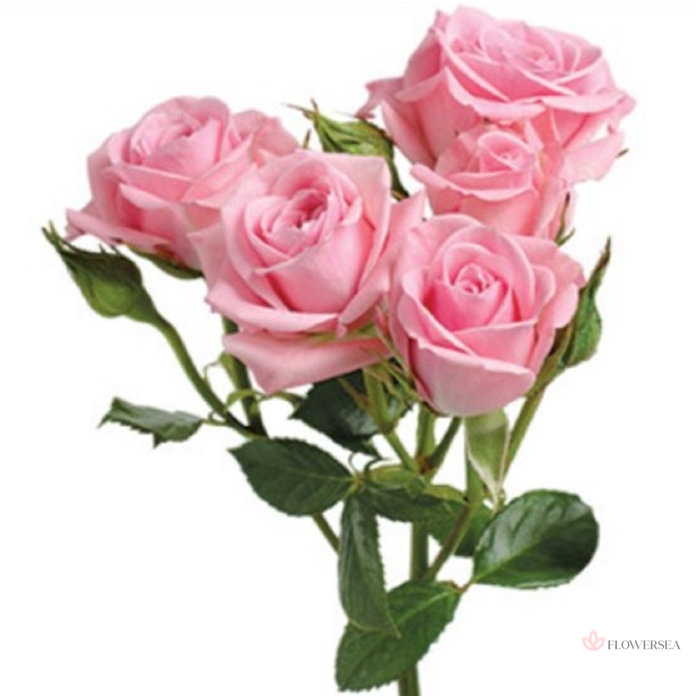 ������ ������� ����