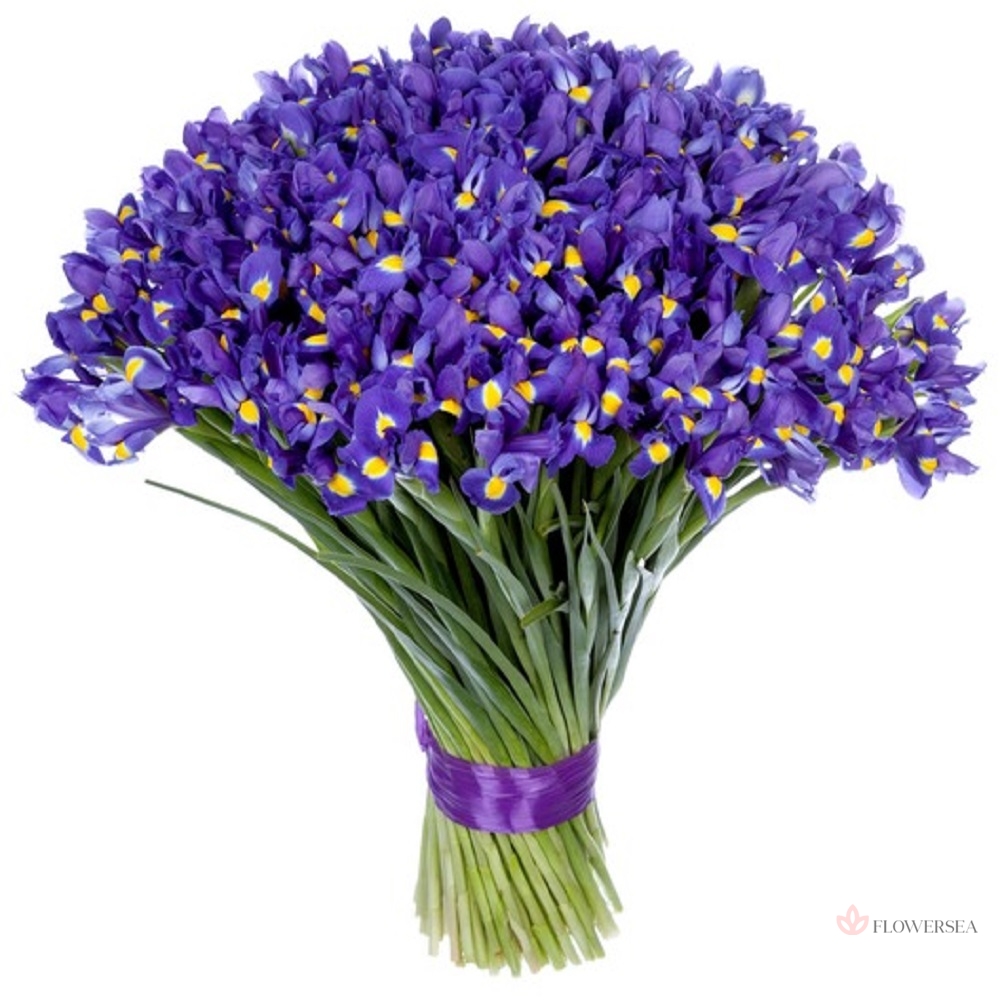 101 ����� ����