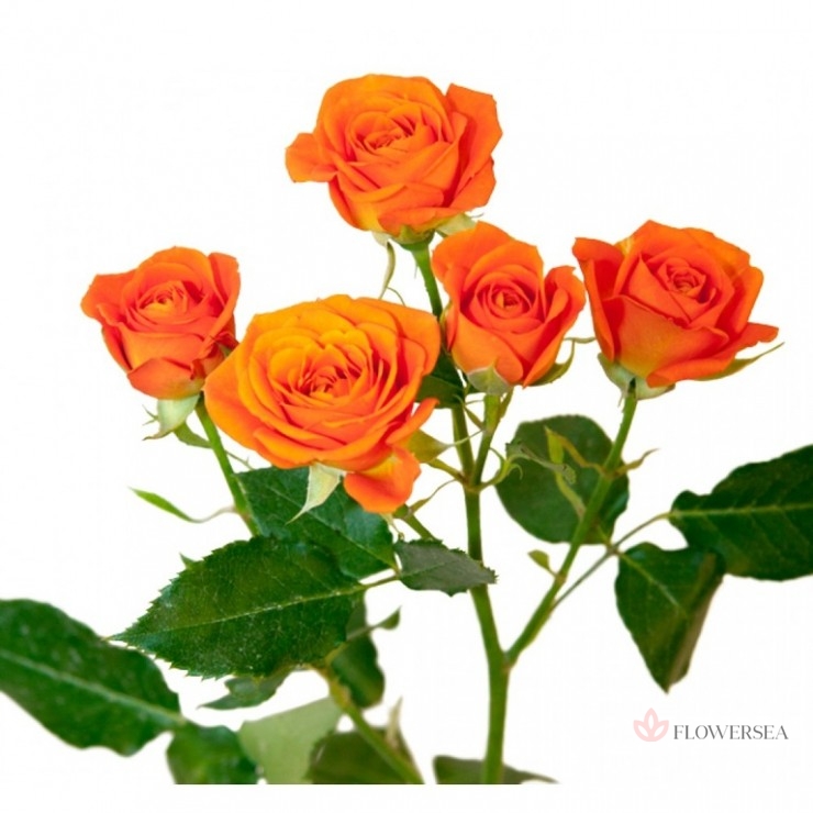 ������ ������� ����