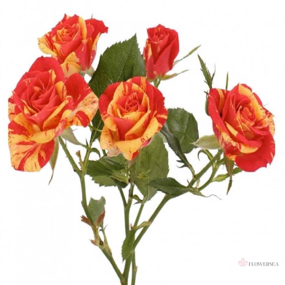 ������ ������� ���� ����