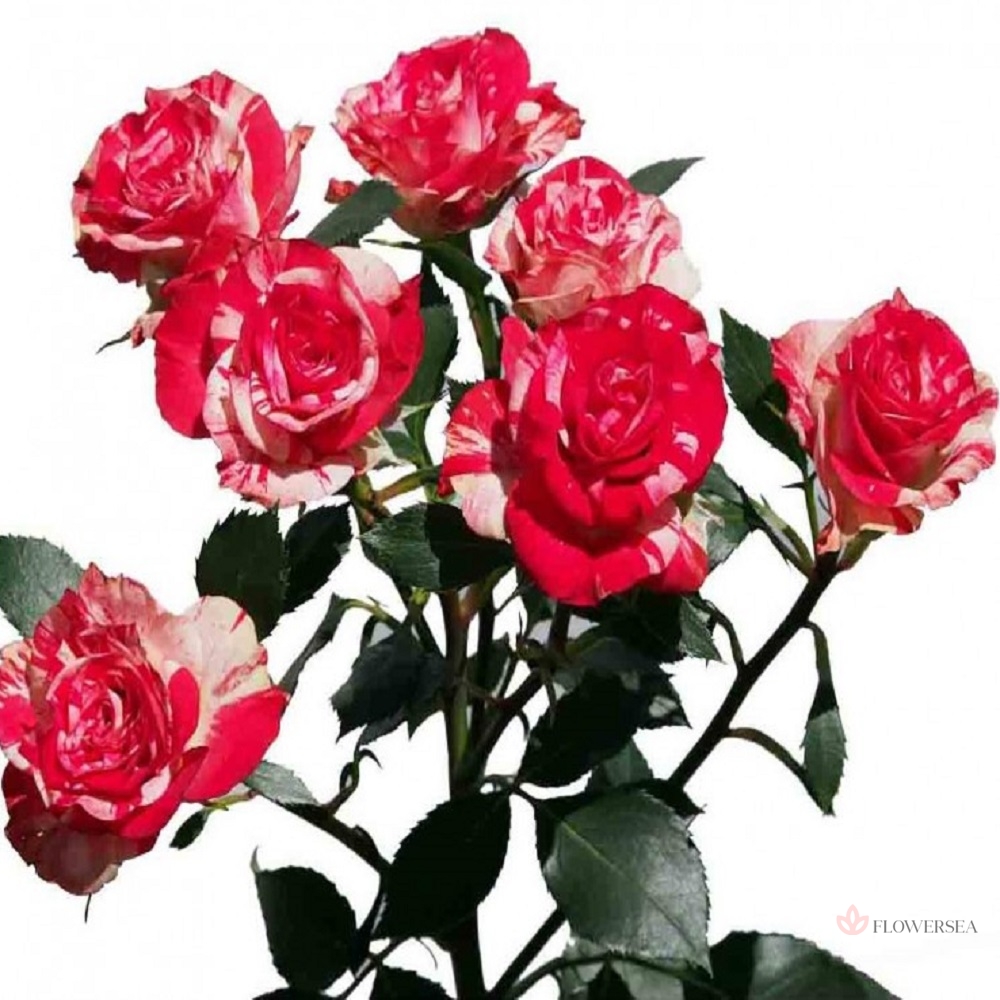 ������ ������� ��� ����