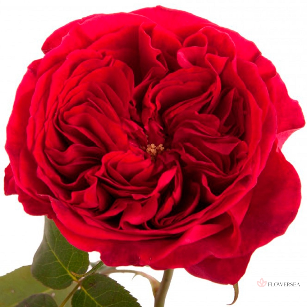 ������� ���������� ���