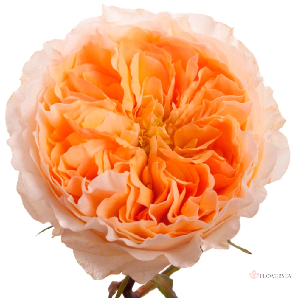 ������� ���������� ������