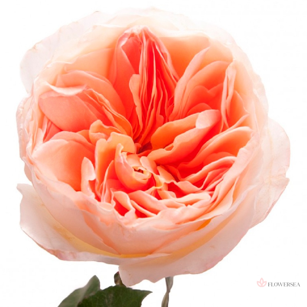 ������� ���������� ���������