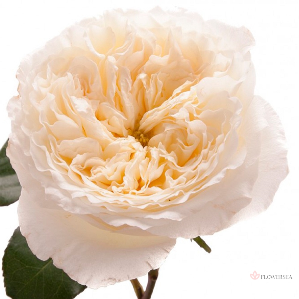 ������� ���������� ������