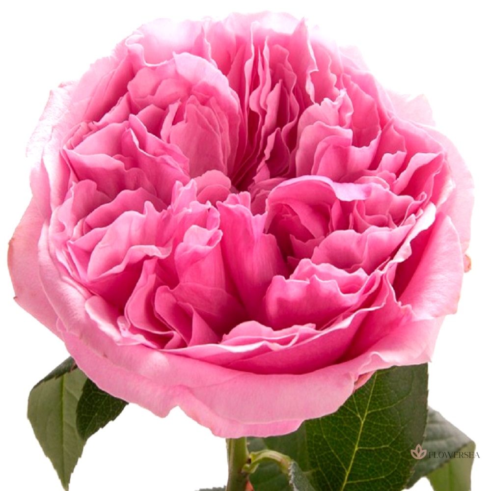 ������� ���������� ̳�����