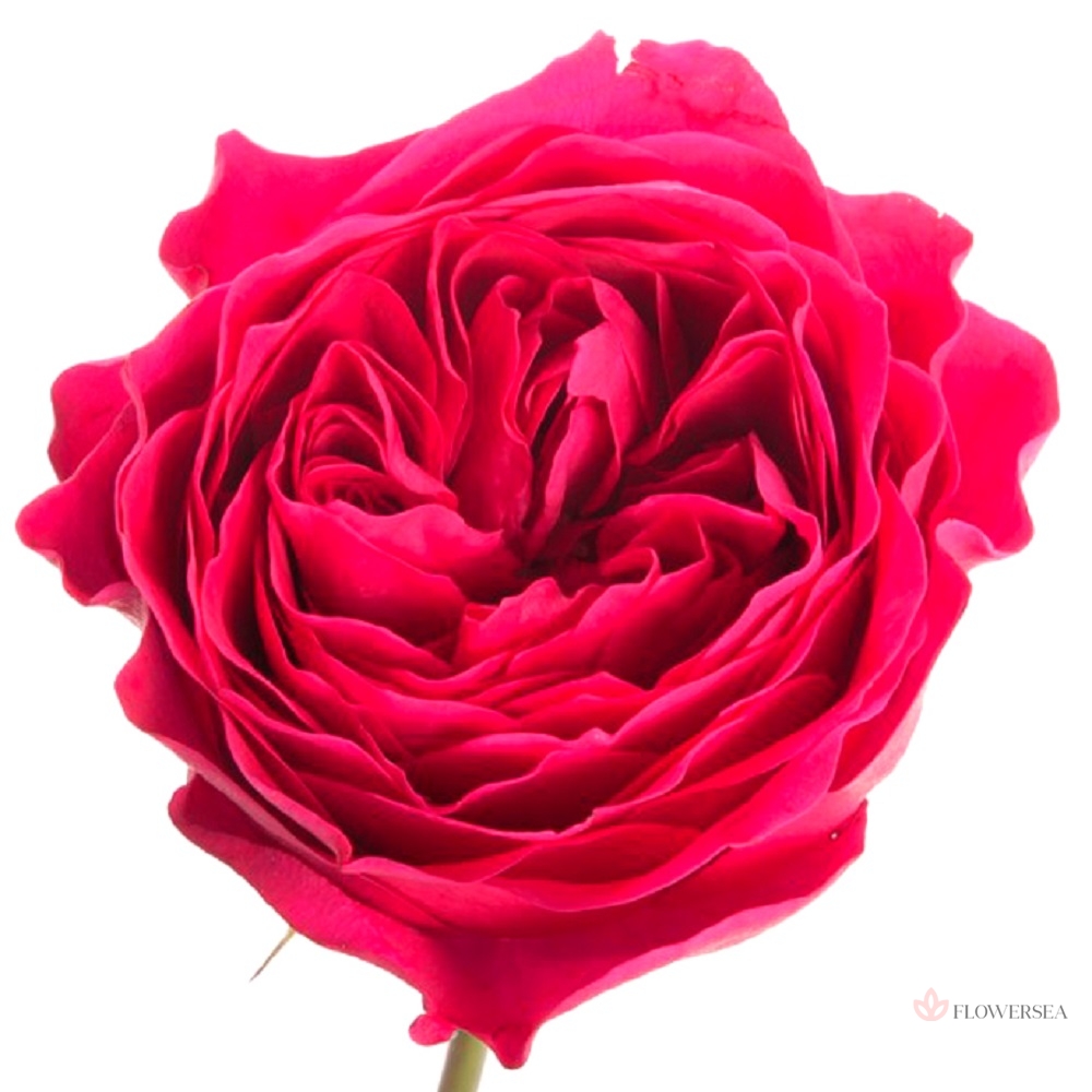 ������� ���������� ����