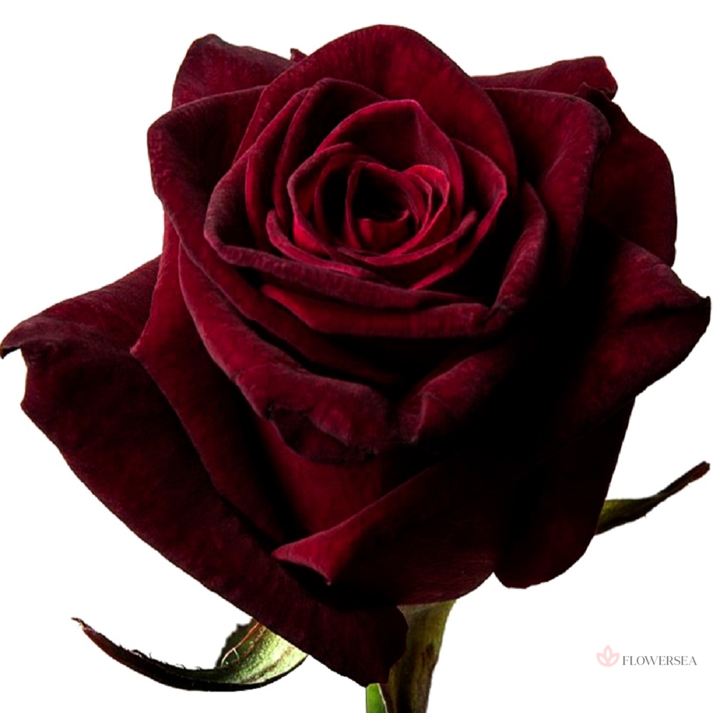 ������� ���� �������