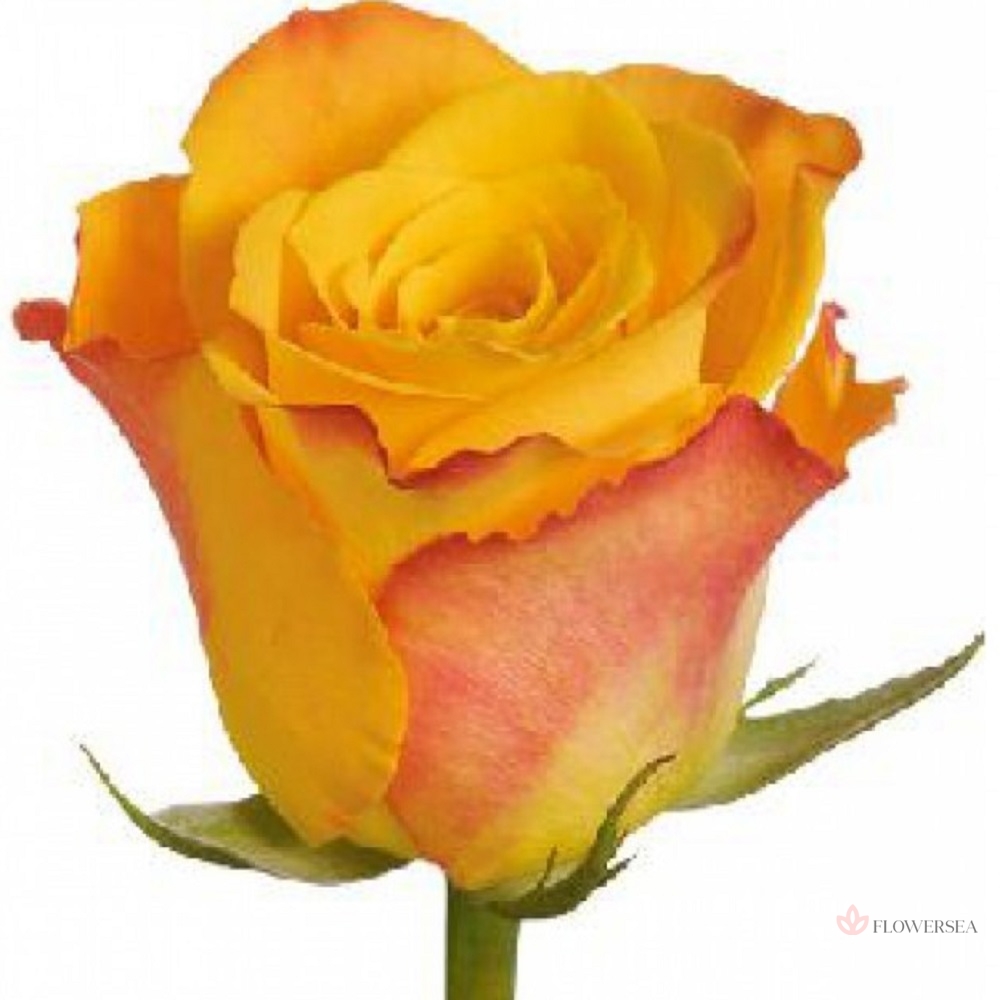 ������� ����