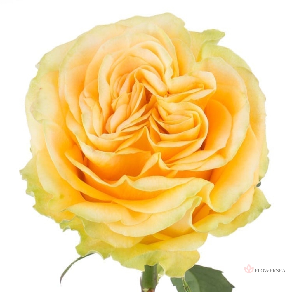 ������� ����� ���