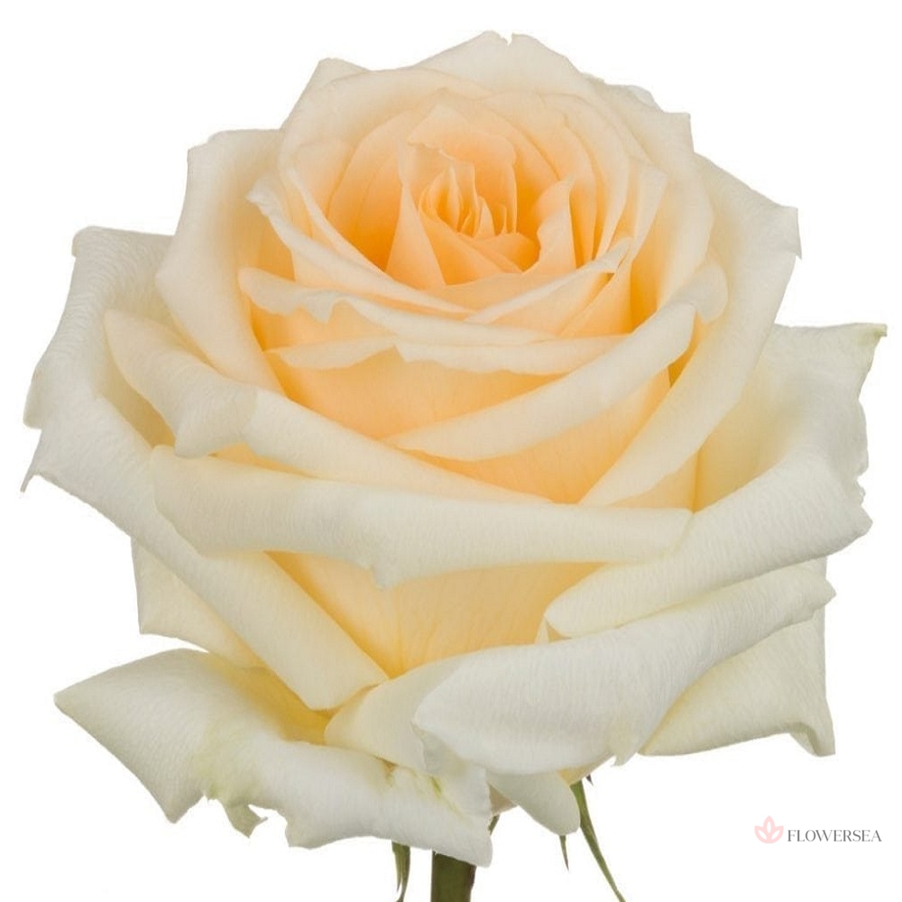 �������  ���� �� �� �����