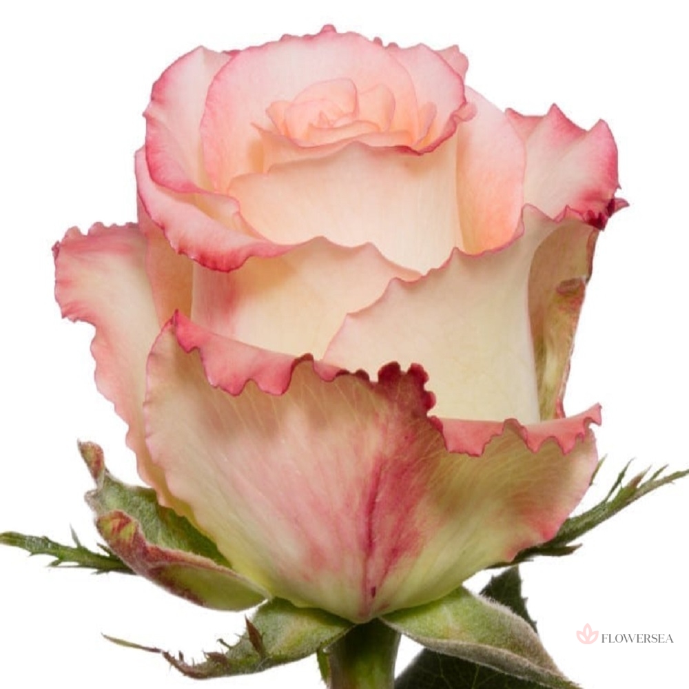 ������� ����