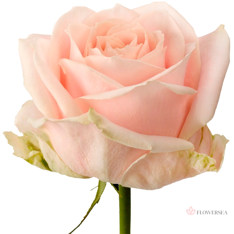 ������� ������� ���