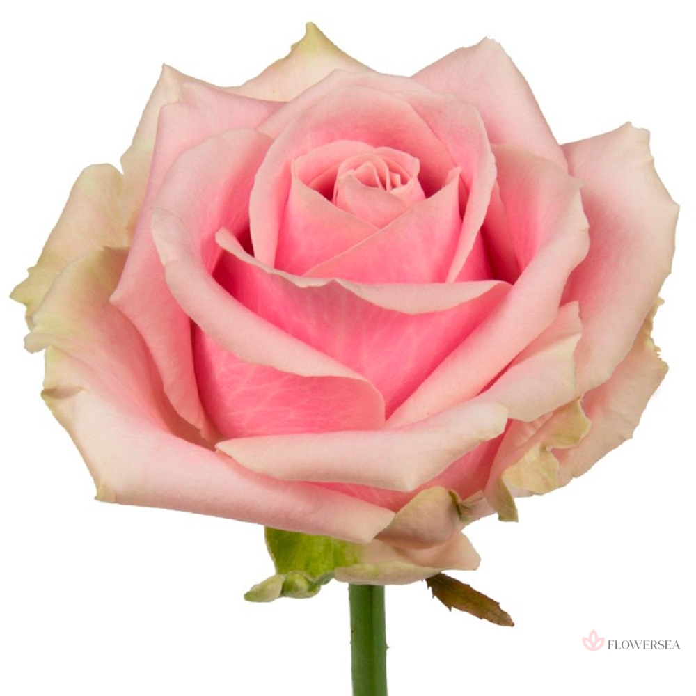 ������� ������� ����