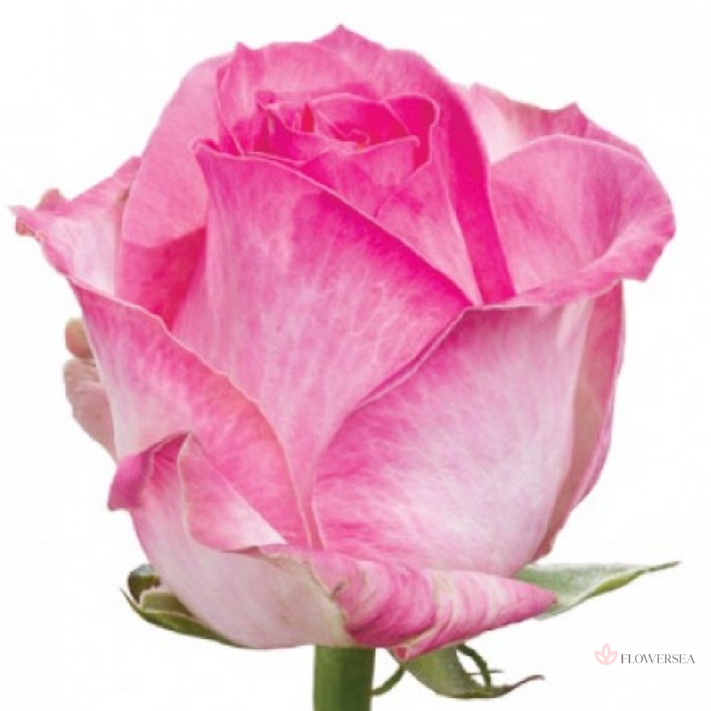 ������� ����� �������