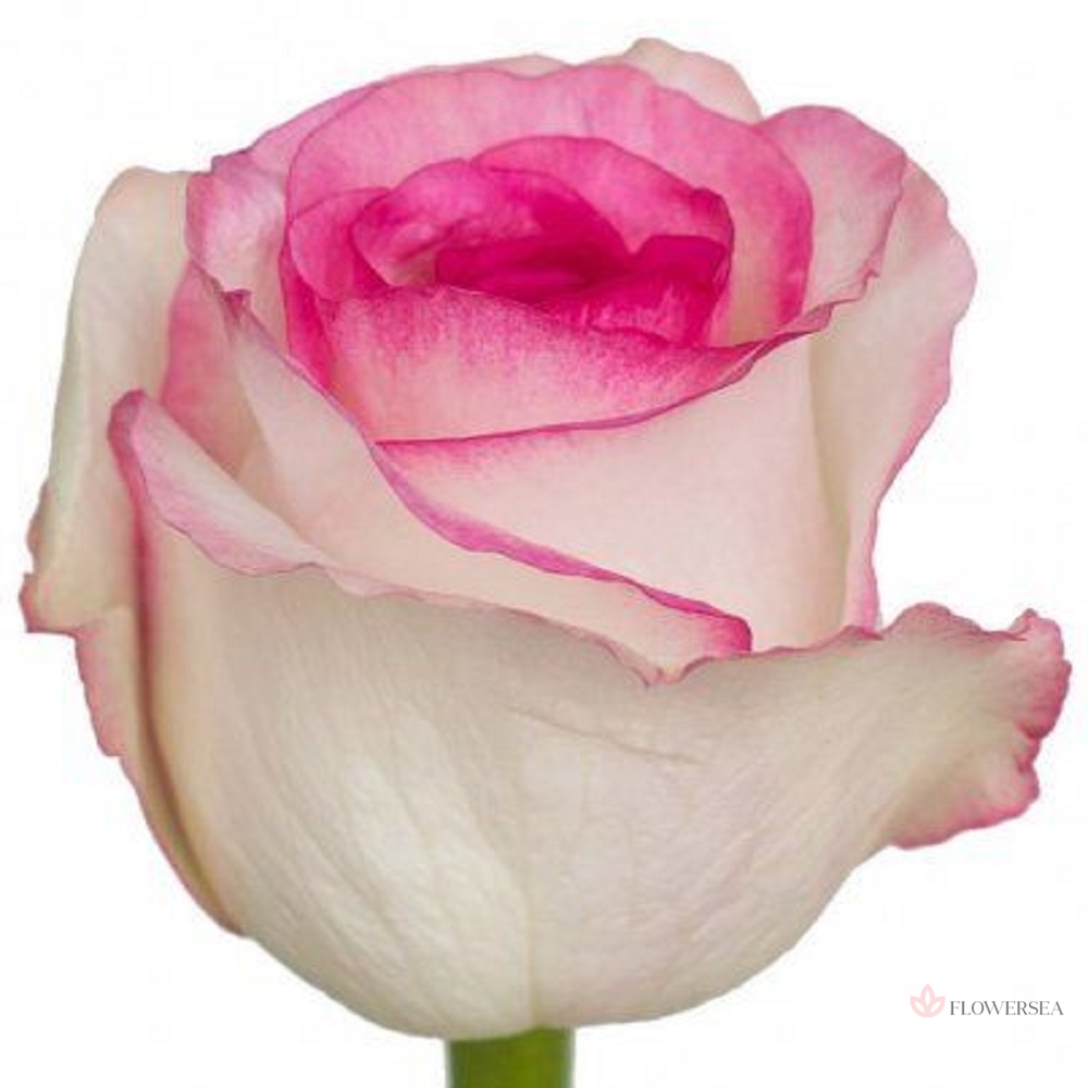 ������� ������ ³��