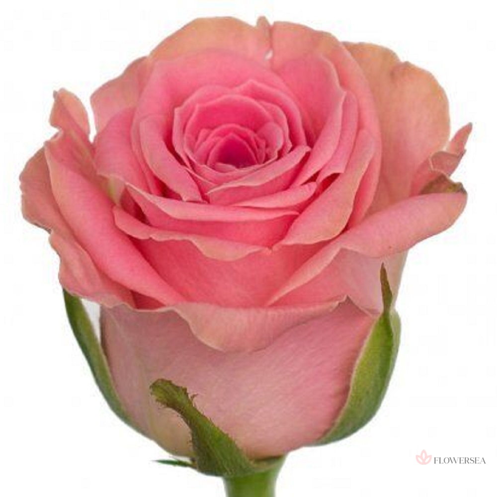 ������� ����