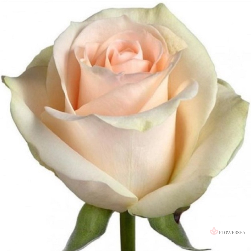 ������� ���� �����