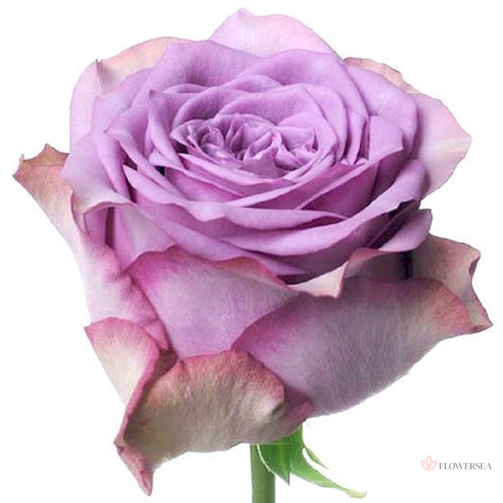 ������� ����� ����