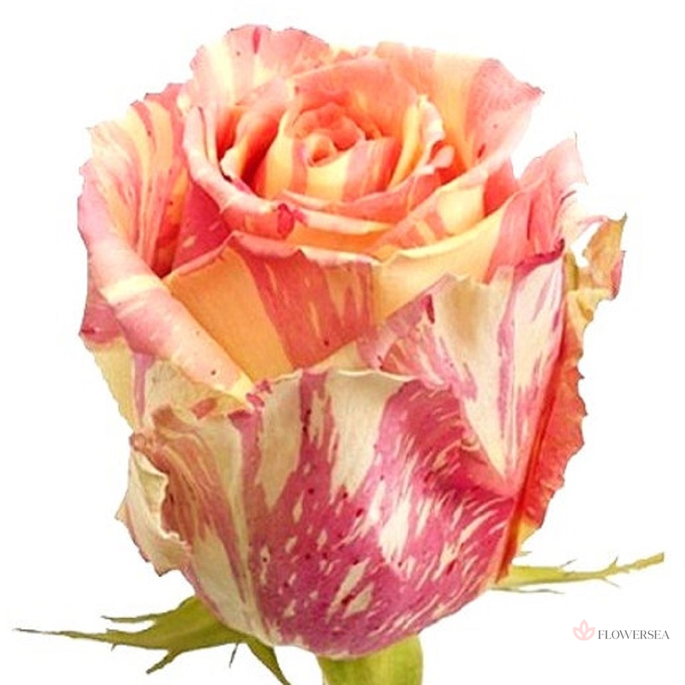 ������� Գ����