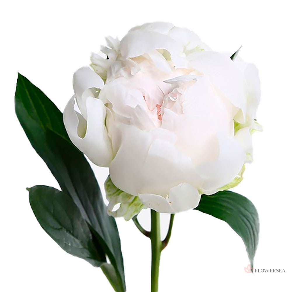 ������ - ��� ������