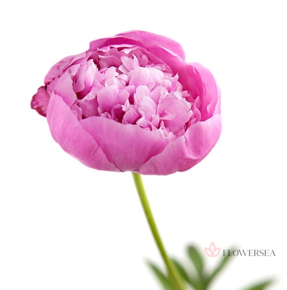 ϳ����� ������