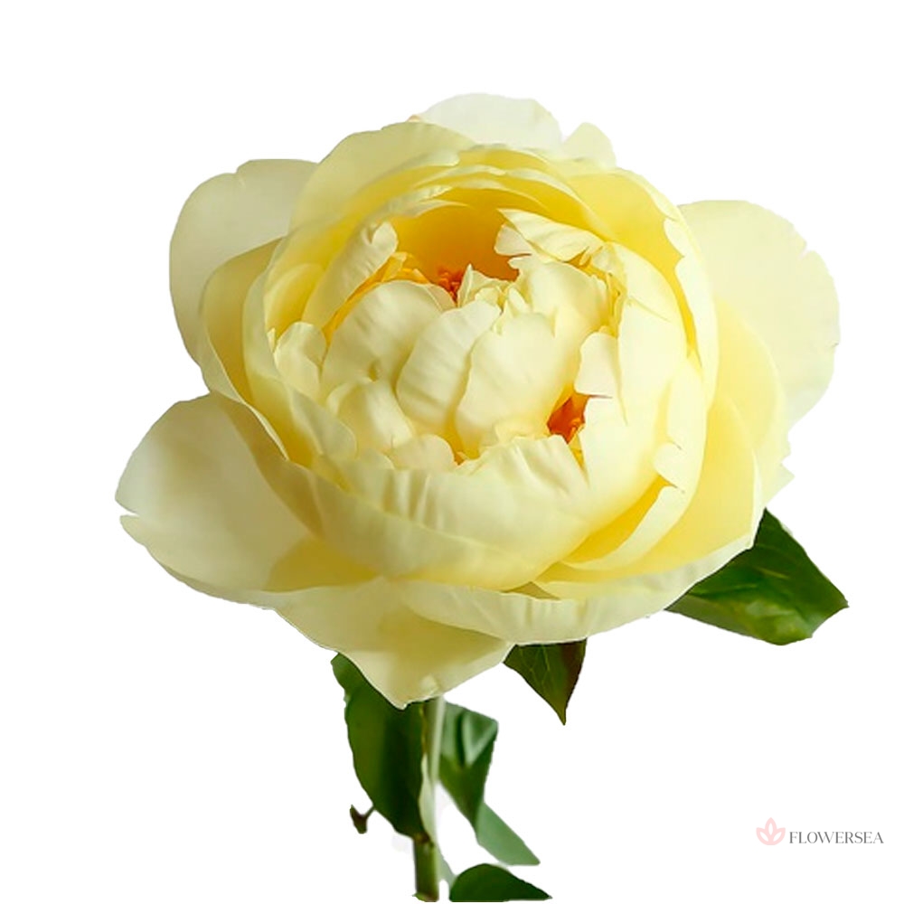 ϳ����� �������