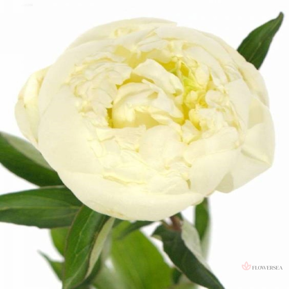 ϳ����� ����� ������