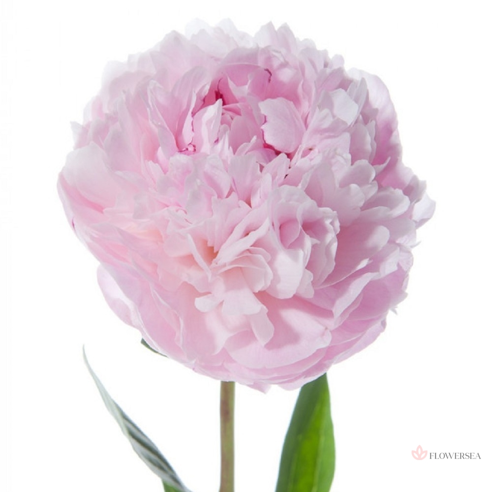 ͳ��� ������ ������