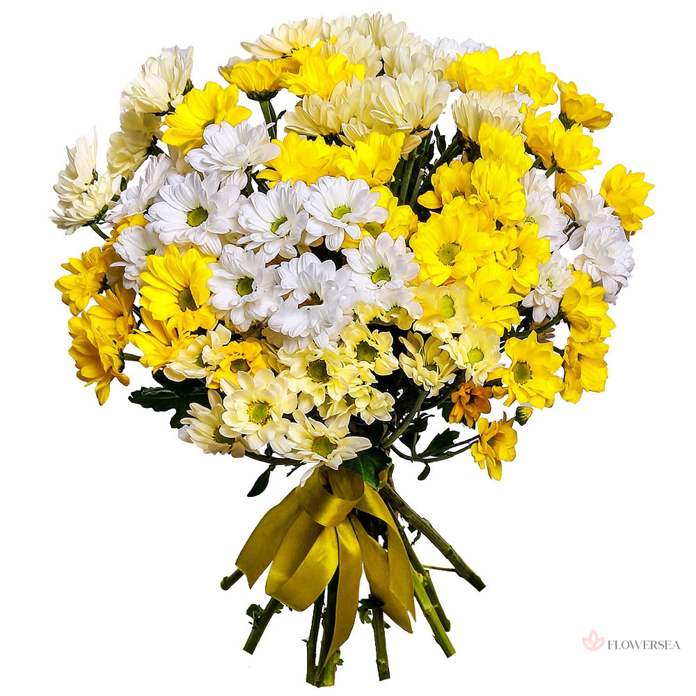 ����� ������ ���������